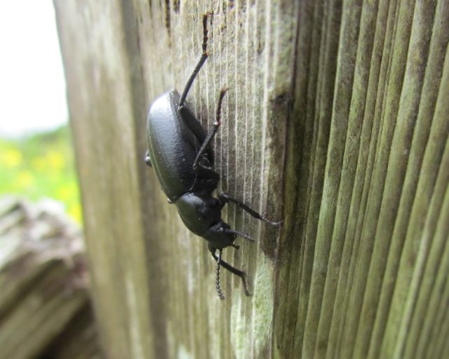 Darkling Beetle